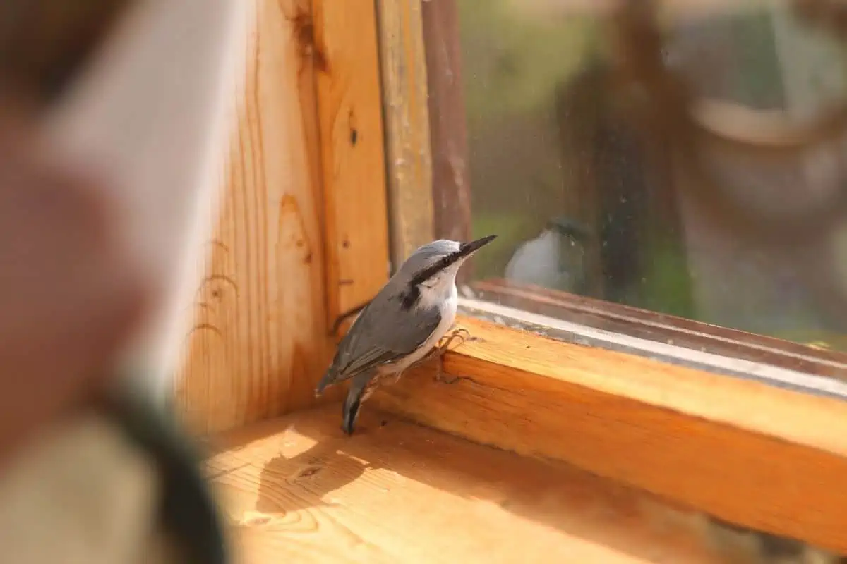 bird flying into house