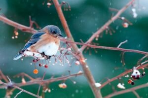 What do bluebirds eat in the winter