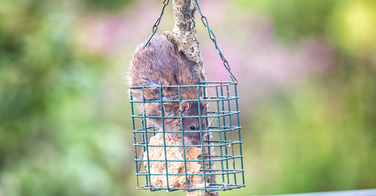 How to keep rats away from bird feeders