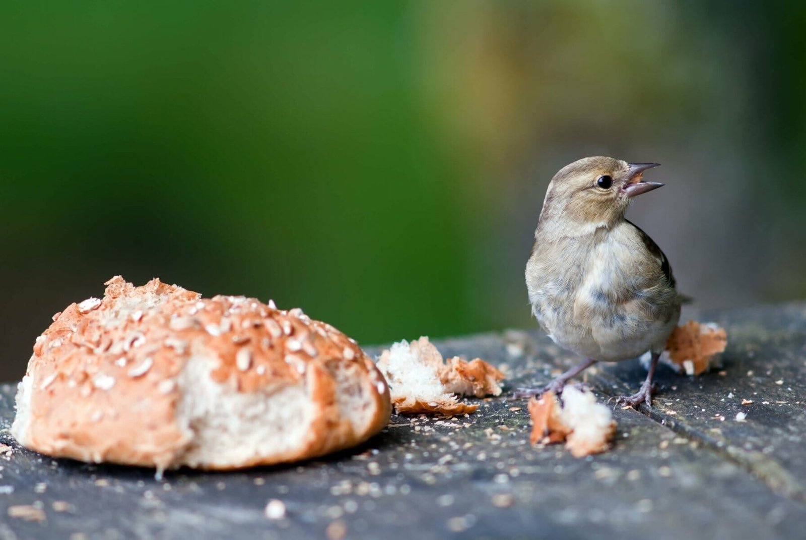 what can you feed birds instead of bread