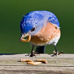 What do bluebirds eat in the winter