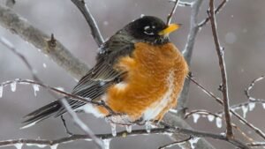 What do robins eat in winter