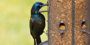 how to keep grackles away from feeders